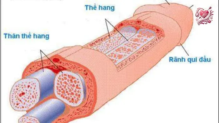 Nguyên nhân bệnh peyronie