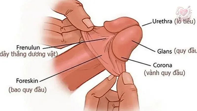 Điều trị hẹp bao quy đầu ở đâu?