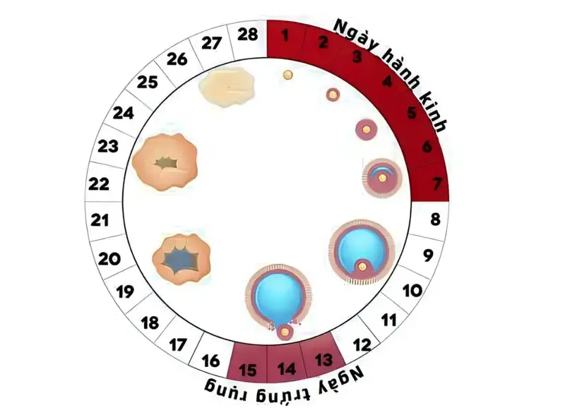 Các biện pháp tránh thai an toàn và hiệu quả 1