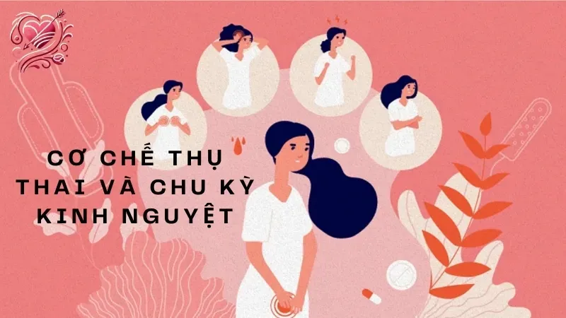 Cơ chế thụ thai và chu kỳ kinh nguyệt