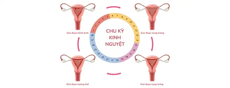 Khả năng mang thai sau khi xuất hiện kinh nguyệt 1