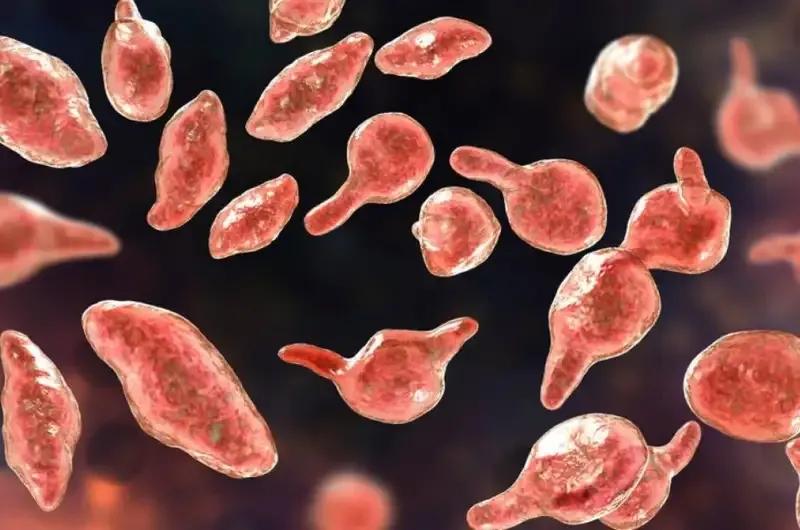 Cách điều trị bệnh Mycoplasma genitalium
