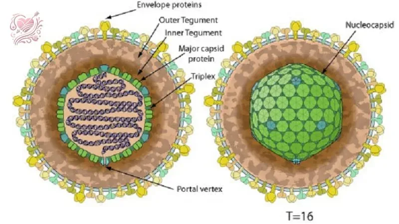 Các câu hỏi thường gặp ở bệnh Cytomegalovirus