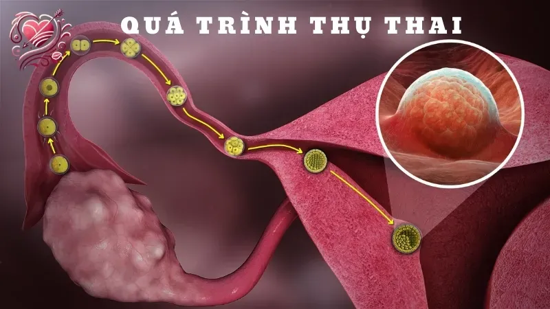 Quá trình thụ thai diễn ra như thế nào?