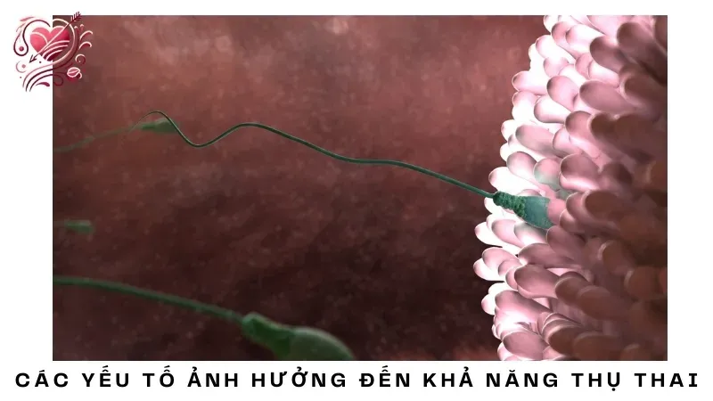 Các yếu tố ảnh hưởng đến khả năng thụ thai