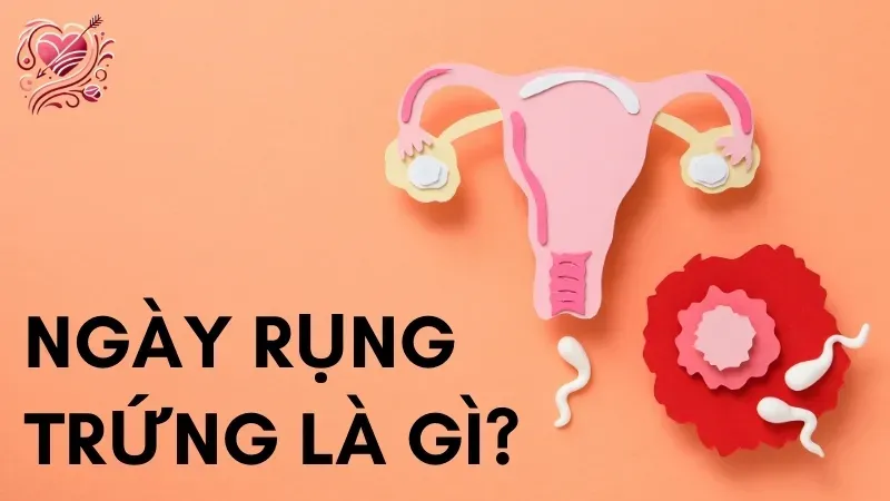 Ngày rụng trứng là gì?