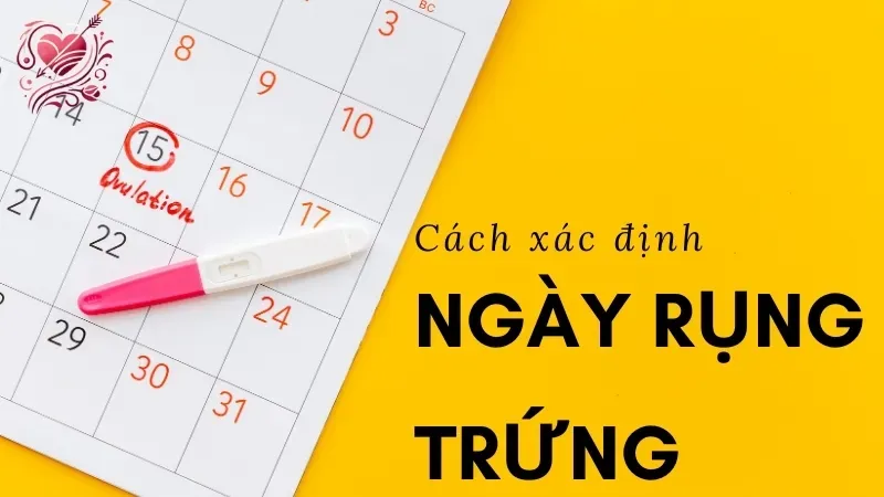 Cách xác định ngày rụng trứng