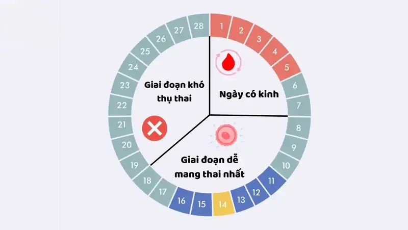 Mối liên hệ giữa chu kỳ kinh nguyệt và khả năng mang thai 2