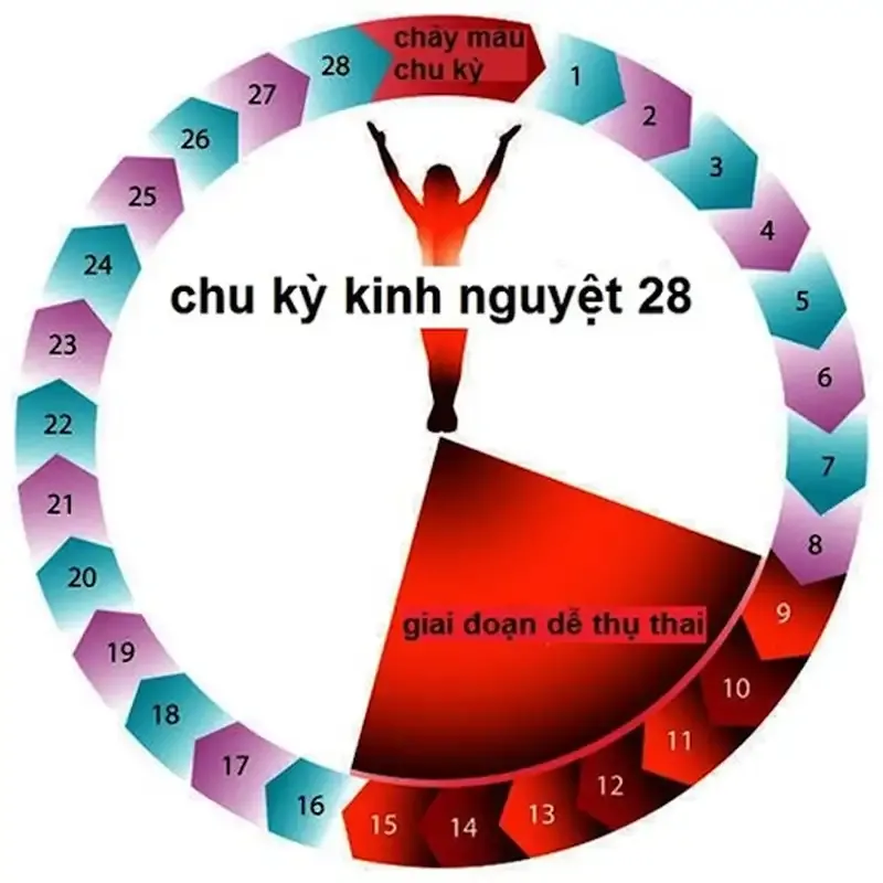 Cách xác định ngày rụng trứng 2
