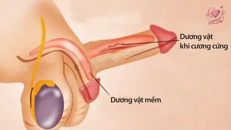 Nguyên nhân gây ra bệnh rối loạn cương dương