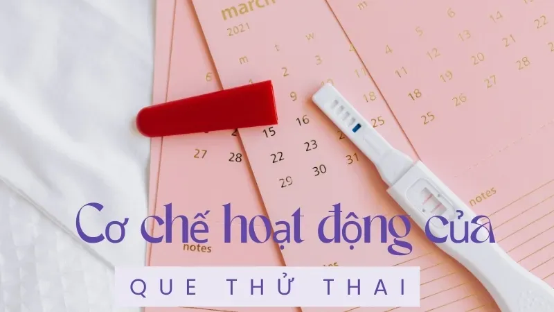 Cơ chế hoạt động của que thử thai