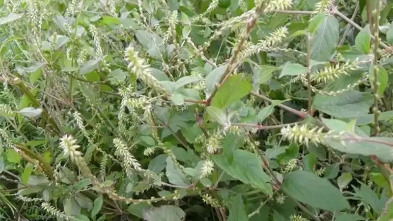 Tìm hiểu về cây cỏ xước 2