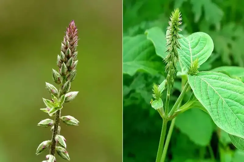Tác dụng của cây cỏ xước trong việc chữa yếu sinh lý 3
