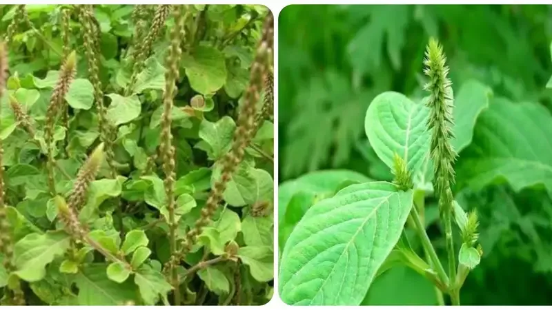 Lưu ý khi dùng cây cỏ xước chữa yếu sinh lý 2