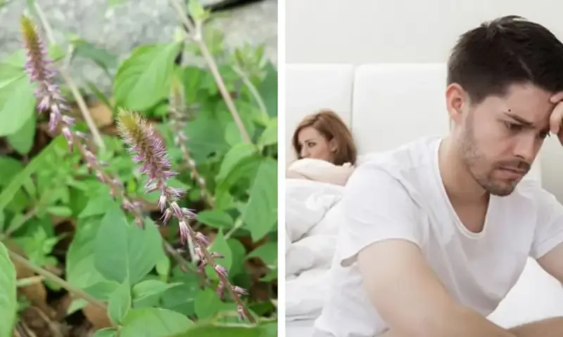 Tác dụng của cây cỏ xước trong việc chữa yếu sinh lý 2