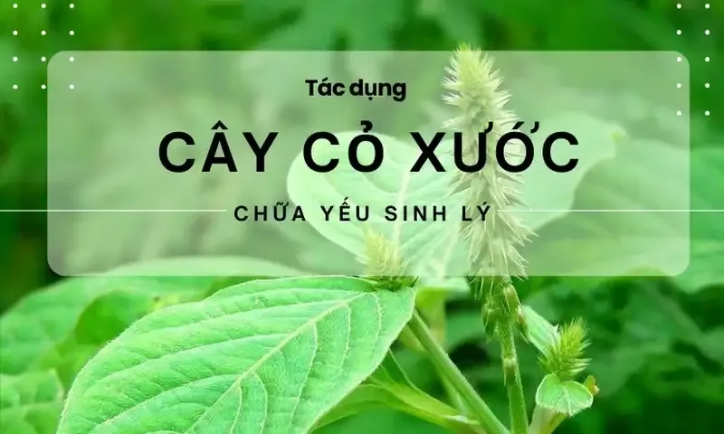 Lưu ý khi dùng cây cỏ xước chữa yếu sinh lý 3