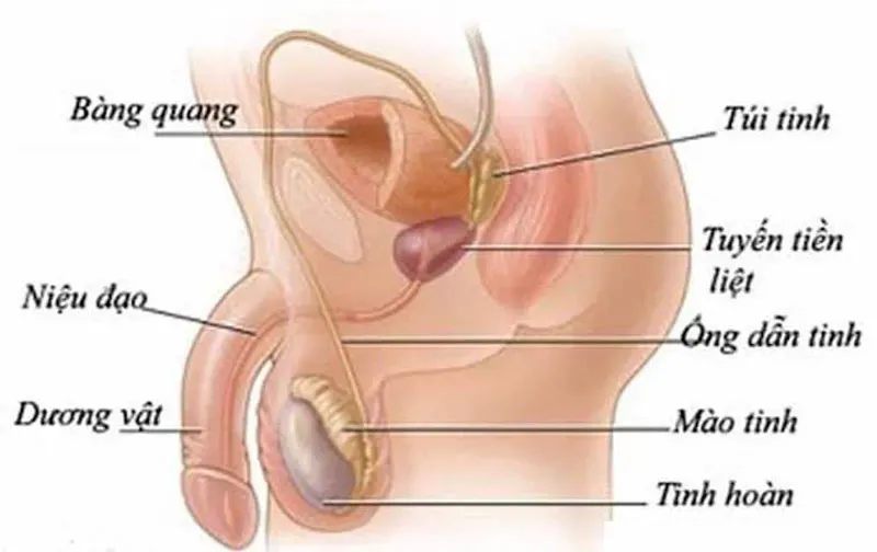 Một số tác dụng phụ thường gặp sau khi thắt ống dẫn tinh