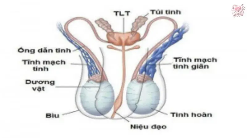 Tinh hoàn là gì? Vai trò của tinh hoàn trong hệ sinh dục nam.