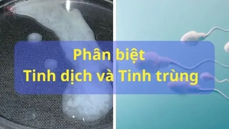 So sánh tinh trùng và tinh dịch