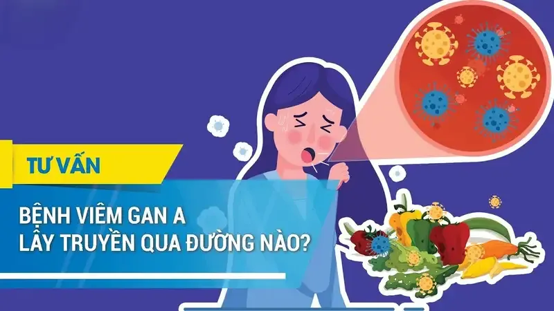 Con đường lây truyền virus viêm gan A 1