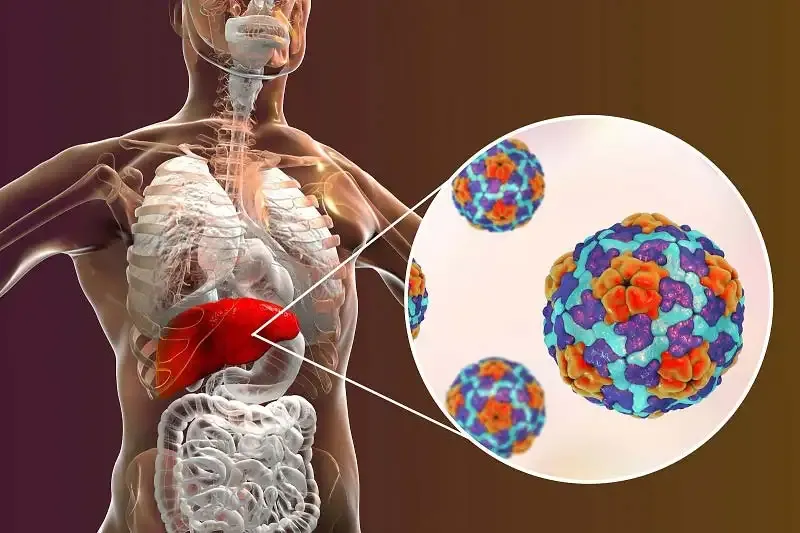 Con đường lây truyền virus viêm gan A 2