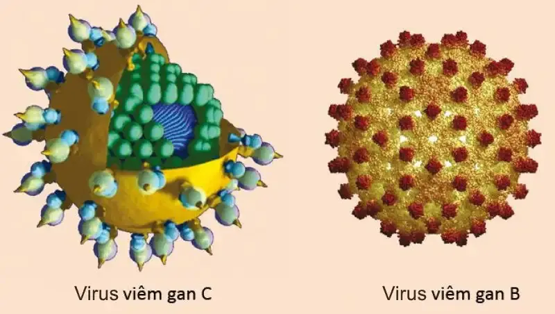 Các con đường lây truyền 1