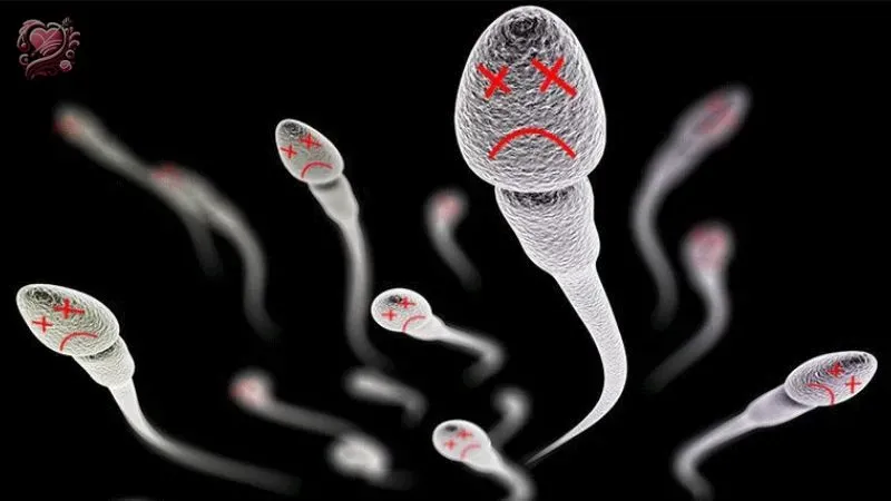Quá trình xuất tinh ở nam giới 