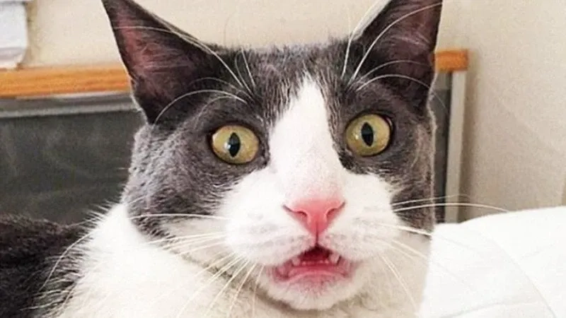 Cười thả ga với meme hài mèo siêu lầy lội