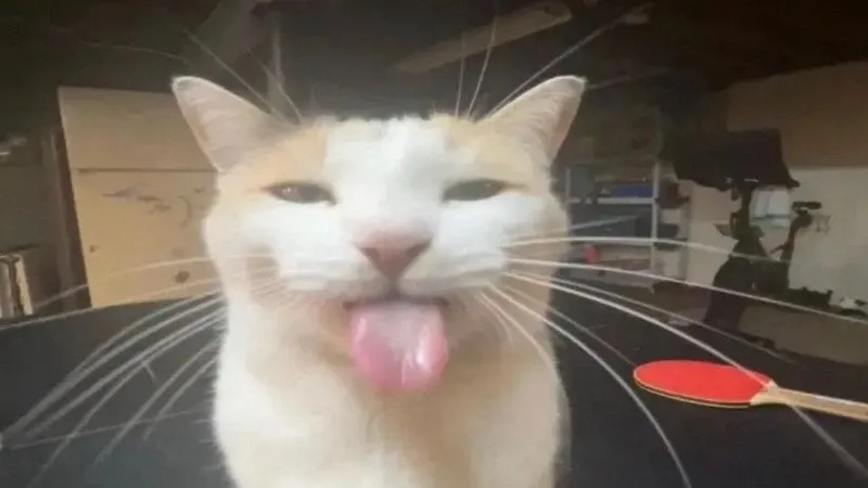 Khám phá ngay ảnh meme mèo bựa siêu hài và khó đỡ