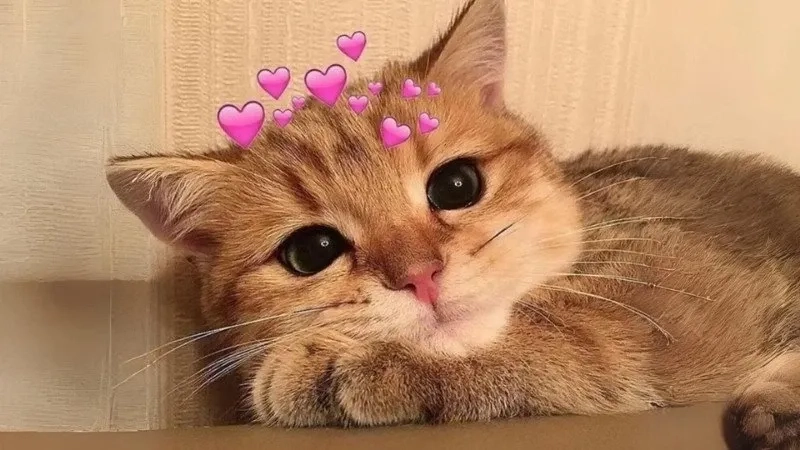 Cười sảng khoái với mèo meme hài gốc cực lầy