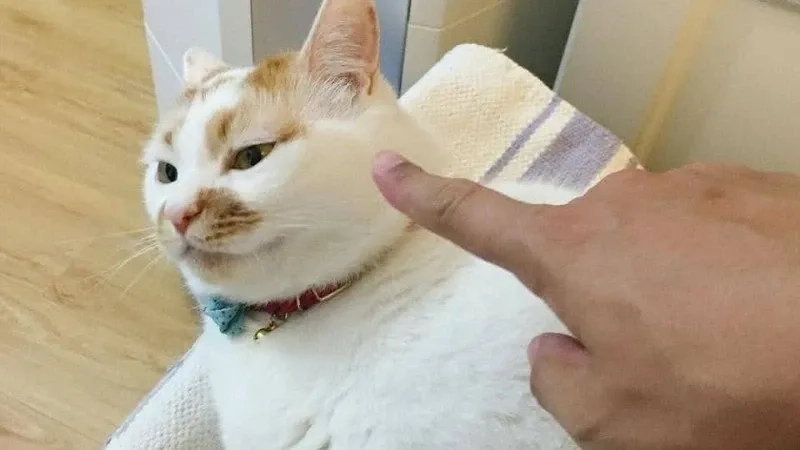 Xem ngay ảnh mèo meme hài để có tràng cười sảng khoái