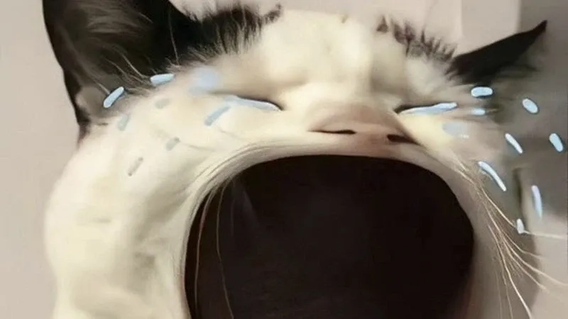 Thưởng thức meme hài bựa mèo với độ lầy cực đại