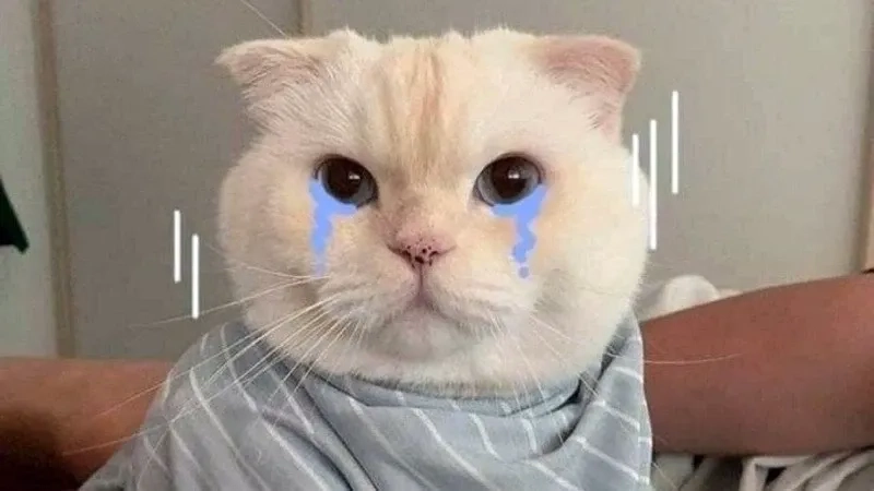 Bộ sưu tập ảnh mèo meme hài hước khiến ai cũng bật cười