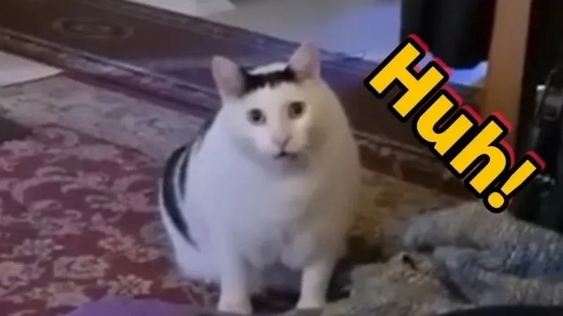Cười nghiêng ngả với meme hài hước mèo cực đáng yêu