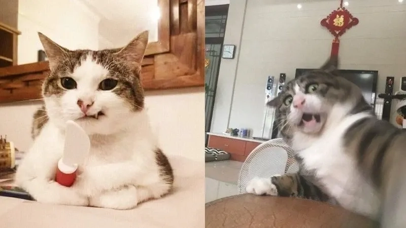 Xem ngay mèo meme hài bựa với loạt biểu cảm siêu bựa