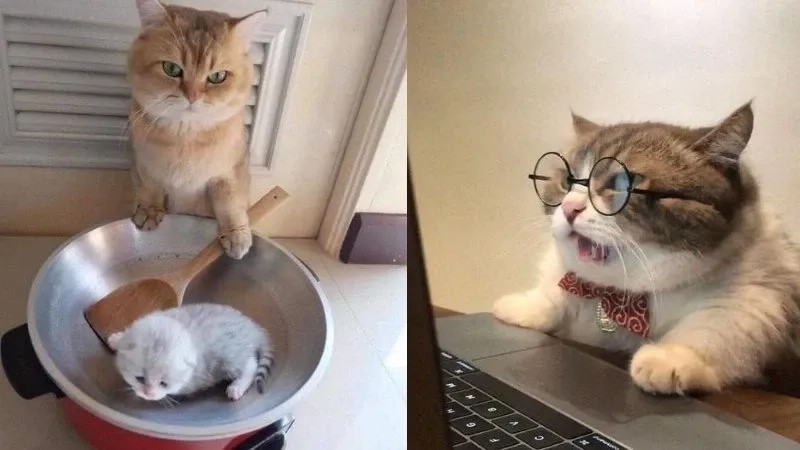 Thích thú với hình meme hài mèo lầy lội và dễ thương