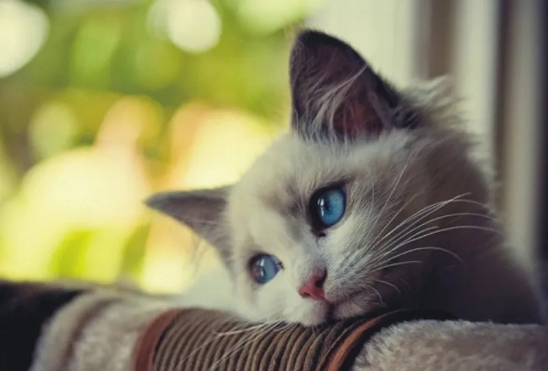 Thưởng thức ảnh mèo cute meme hài hước và dễ thương