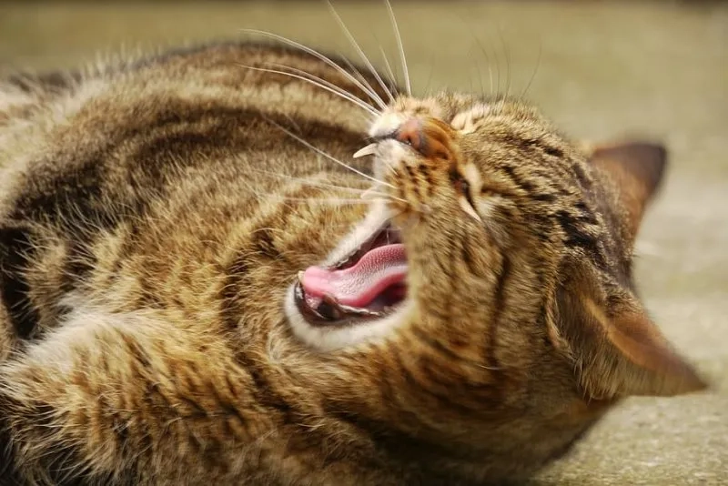 Cười nghiêng ngả với meme ngộ nghĩnh ảnh mèo cute