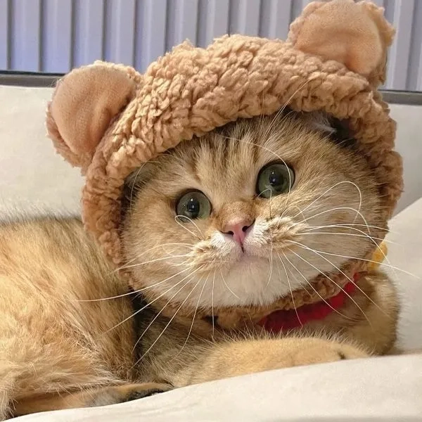 Hài hước với ảnh meme mèo vô tri và biểu cảm khó đỡ