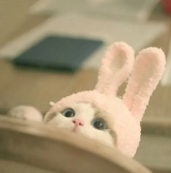 Cười nghiêng ngả với ảnh meme mèo hài siêu lầy