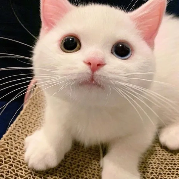 Tận hưởng ảnh meme mèo dễ thương với khoảnh khắc cực đáng yêu