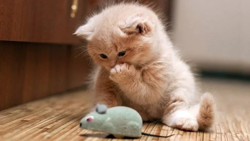 Thích thú với mèo ảnh meme mèo siêu đáng yêu và lầy lội