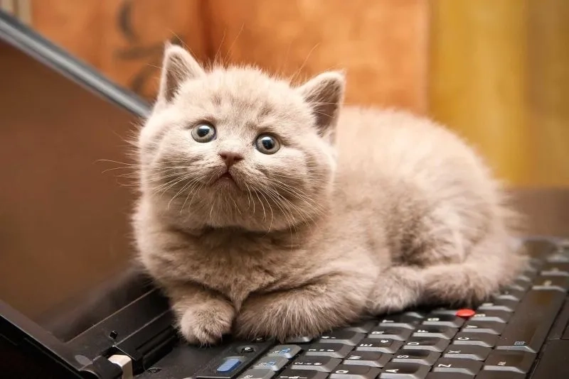 Cười xỉu với hình ảnh meme mèo vô tri cực hài