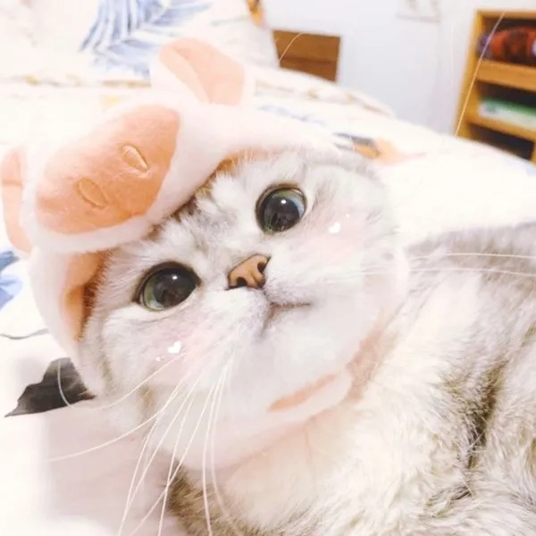 Tổng hợp ảnh meme mèo hài hước khiến ai cũng bật cười