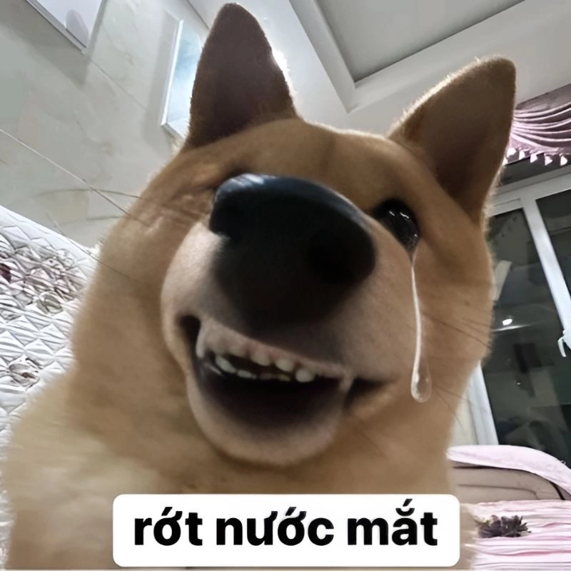 Xem ngay meme ảnh meme hài để có phút giây thư giãn
