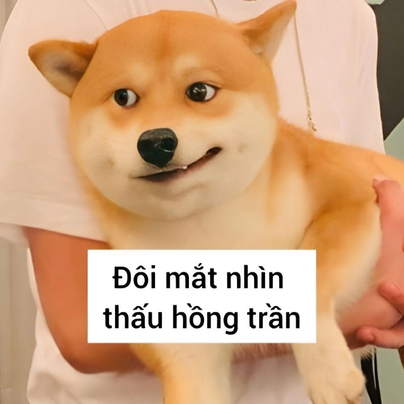 Cười xỉu với ảnh vui meme hài gốc siêu bá đạo