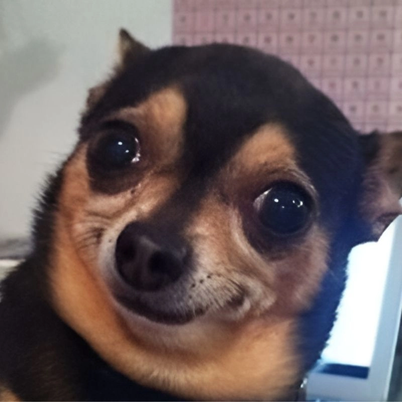Đổi ngay ảnh đại diện meme hài để thêm phần thú vị