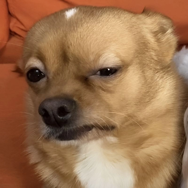 Thích thú với ảnh meme meme hài đầy sáng tạo
