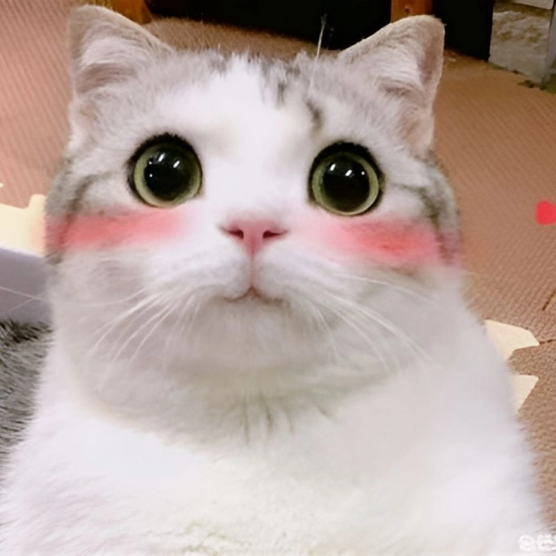 Cười không ngớt với ảnh meme hài hước bựa cực lầy