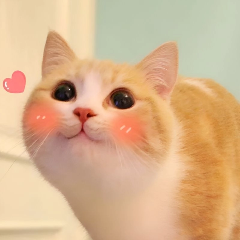 Thưởng thức ảnh chế meme hài với loạt khoảnh khắc vui nhộn